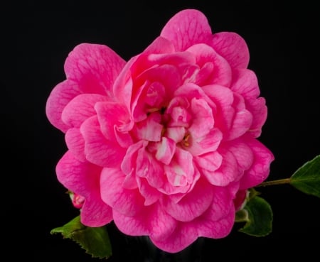 Rose - trandafir, pink, black, rose, flower