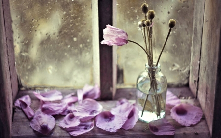 Still Life - flowers, pretty, still life, vase