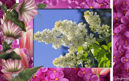 WHITE LILACS - LILAC, WHITE, NATURE, FLOWERS