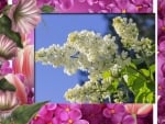 WHITE LILACS