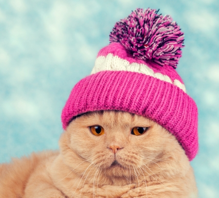 Cat - cat, hat, winter, fashion, funny, pisica, ginger, pink, blue, orange