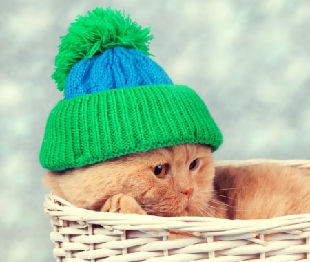 Cat - cat, hat, winter, fashion, basket, funny, pisica, ginger, green, orange