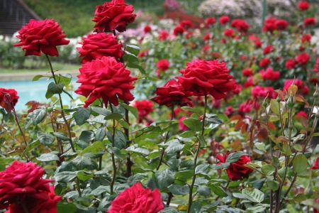 Rose Garden - plants, blossoms, petals, leaves