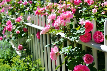 Garden Fence - blossoms, roses, petals, leaves, summer