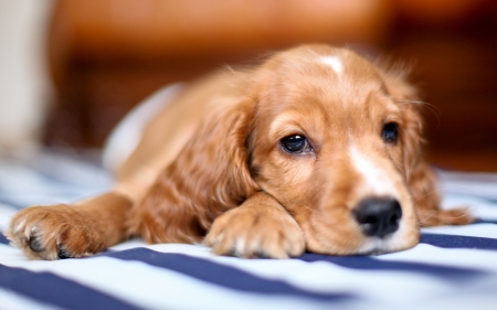 Puppy - animal, cute, dog, caine, puppy, orange, spaniel