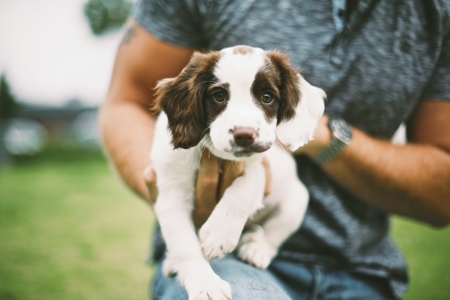 Puppy - white, animal, hand, cute, dog, caine, puppy