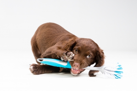 Cleaning service - white, animal, blue, funny, brown, dog, caine, puppy