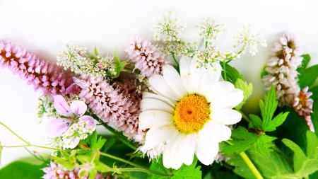 lovely gerberas - flowers, white, green, leaves