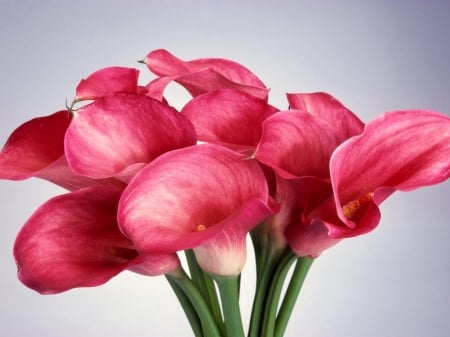 Dazzling Red Calla Lily - flowers, lovely, lily, red