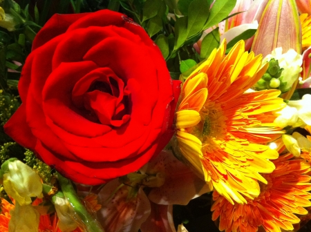 Delicate flowers - flowers, yellow, rose, red