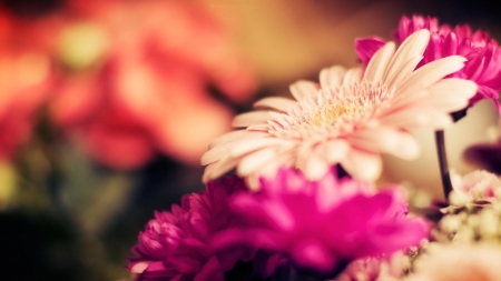 Elegant daisies - orange, green, flowers, pink