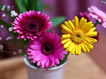 Lovely flowers - flowers, yellow, pink, vase