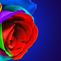 Multi color rose