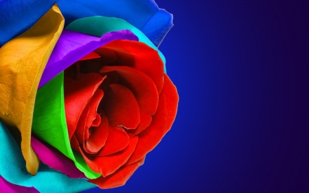 Multi color rose - green, tellow, blue, red