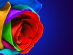 Multi color rose