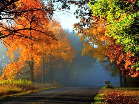 Beautiful drive - orange, drive, trees, autumn