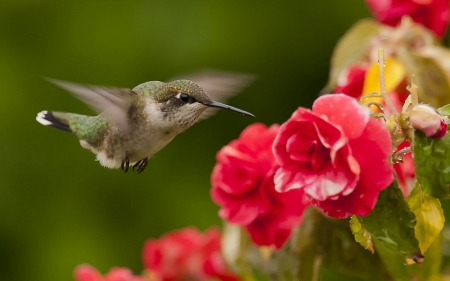 HUMMINGBIRD - WINGS, FEATHERS, FLOWERS, PETALS