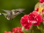 HUMMINGBIRD