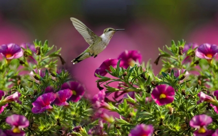 HUMMINGBIRD - flowers, wings, feathers, petals