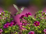 HUMMINGBIRD