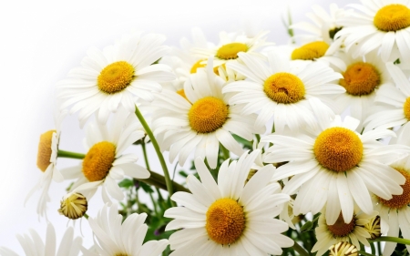 DAISIES - leaves, nature, stems, petals