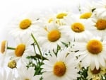 DAISIES