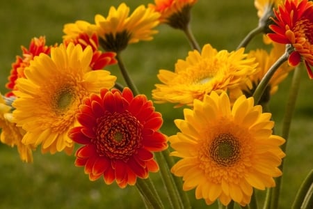 GERBERAS - nature, stems, petals, colors, daisies