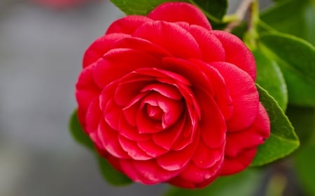 ROSE - STEM, COLORS, LEAVES, PETALS