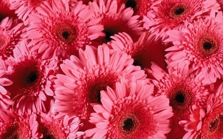 GERBERAS - flowers, daisies, petals, pink