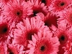 GERBERAS