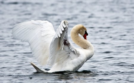 SWAN - wings, feathers, water, waves