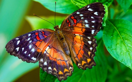 BUTTERFLY - INSECT, WINGS, COLORS, LEAVES