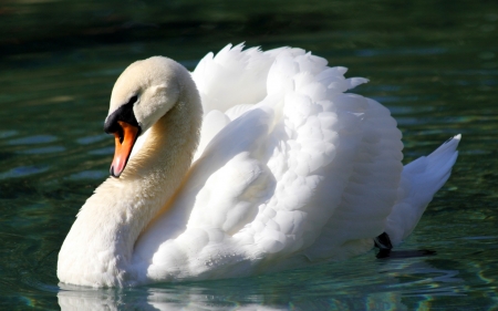 SWAN - wings, feathers, water, waves