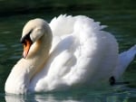 SWAN