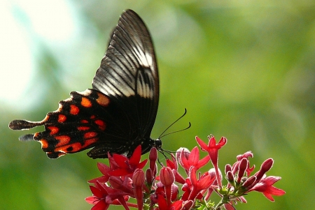 BUTTERFLY - wings, flowers, stems, petals