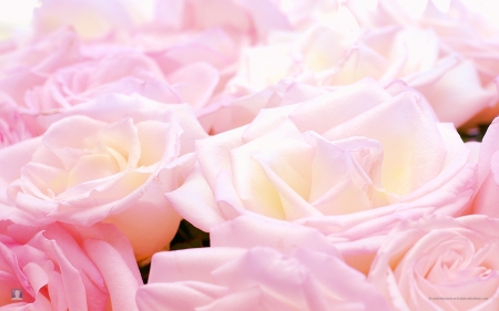 ROSES - NATURE, PINK, FLOWERS, PETALS