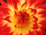 DAHLIA