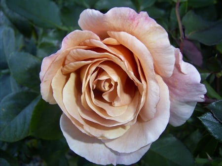 ROSE - NATURE, COLORS, LEAVES, PETALS