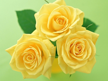 ROSES - leaves, yellow, petals, green