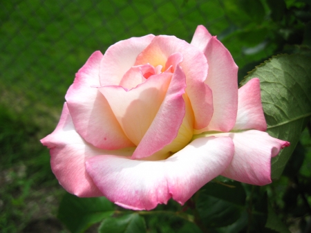 ROSE - leaves, petals, pink, stem