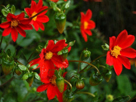 FLOWERS - red, leaves, petals, green