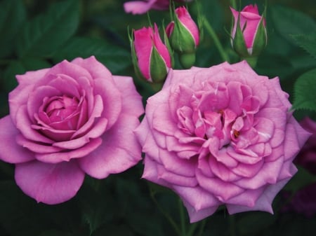 ROSES - leaves, purple, petals, green