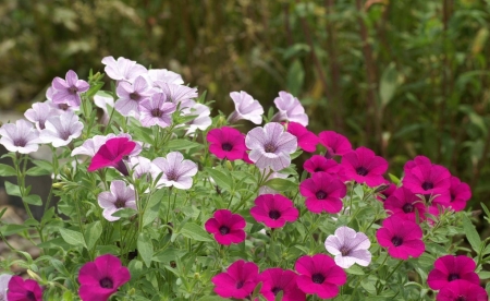 PETUNIAS - leaves, petals, nature, colors