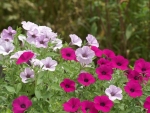 PETUNIAS