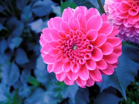 ZINNIA - leaves, petals, nature, colors