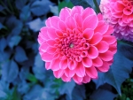 ZINNIA