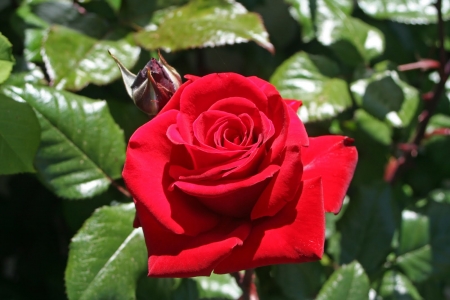 ROSE - COLORS, LEAVES, STEMS, PETALS