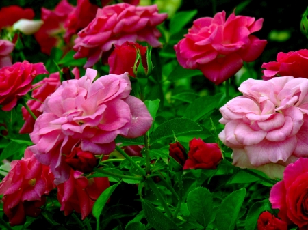 ROSES - leaves, nature, colors, petals