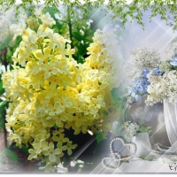 YELLOW LILACS