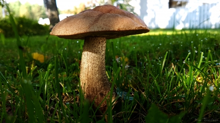 Mushroom - morning, mushroom, autumn, august